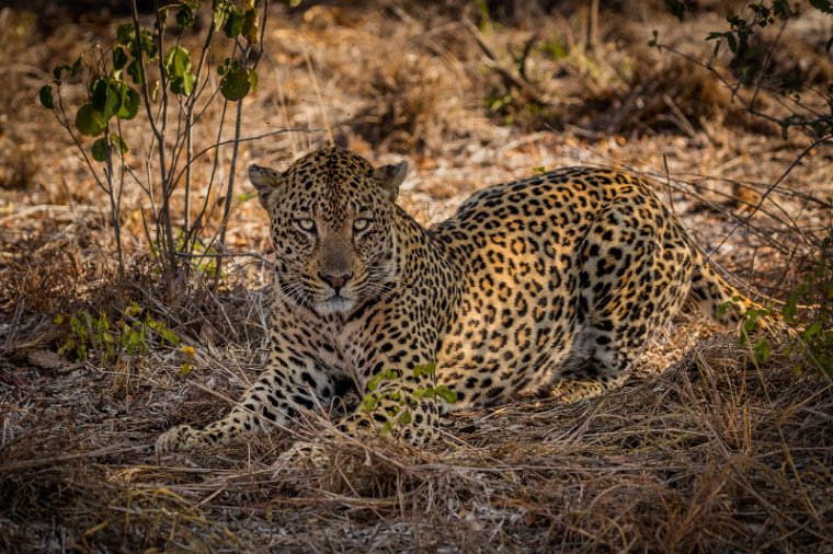 099 Kruger National Park, luipaard.jpg